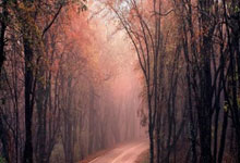 2024属龙清新脱俗气质的女孩名字(精选15个)